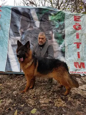 kurtoğlu köpek egitim merkezi