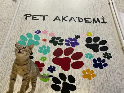 Akademi Veteriner Kliniḡi