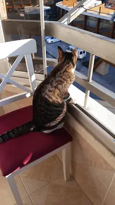 ORDU Veteriner Hekimler Odası