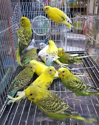 BALIKESİR AKVARYUM BALIKÇI SUAT PETSHOP