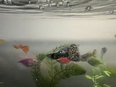 ÇAĞLAYAN PET MARKET
