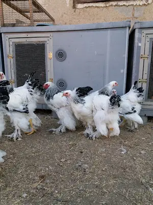 Küren Otomatik Hayvan Sulukları İmalatı fotoğrafı