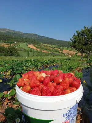Meşe tarım ve hayvancılık fotoğrafı