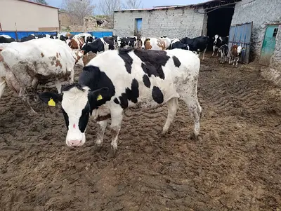 Kurtoğlu taarım ve hayvancılık fotoğrafı