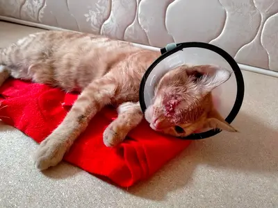 Hedef Veteriner Kliniği - Mustafa Ataş fotoğrafı