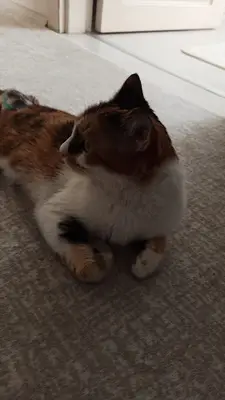 PetiKırşehir Veteriner Kliniği