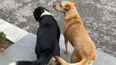 Kadıköy Belediyesi Geçici Hayvan Bakımevi fotoğrafı