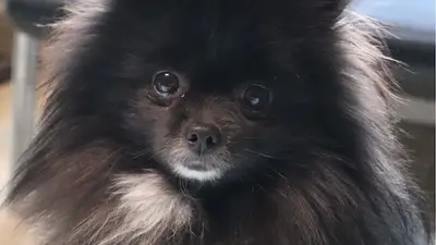 Star Köpek Eğitim Okulu