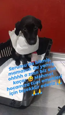 İNANVET Veteriner Kliniği fotoğrafı