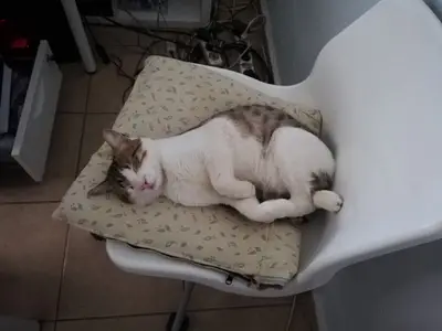 Atlas Veteriner Kliniği