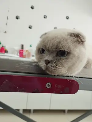 PETA VETERİNER KLİNİĞİ ve Hayvan Oteli