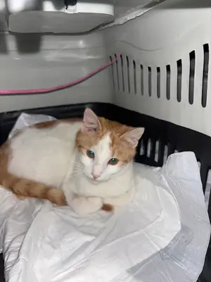 Tatlı Veteriner Kliniği