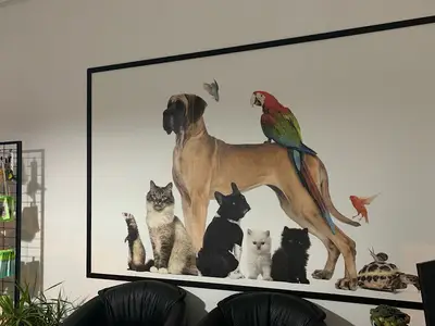 Animali Veteriner Muayenehanesi