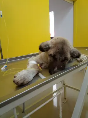 Yaşam Veteriner Kliniği