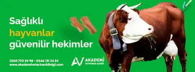 Akademi Veteriner Kliniği