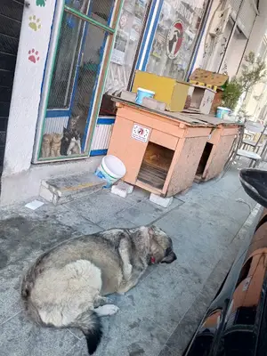 Burdur Hayvan Dostlari Derneği