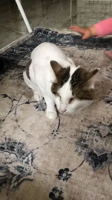 Bilgin Veteriner Kliniği