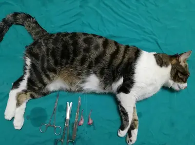 Gözde Veteriner Kliniği