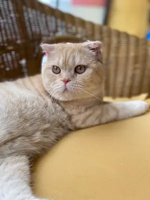 Pati Petshop Tatvan