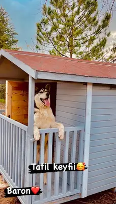 Ankara Köpek Eğitim Merkezi Ve Oteli