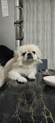 Çınar Petshop 2 Salihli