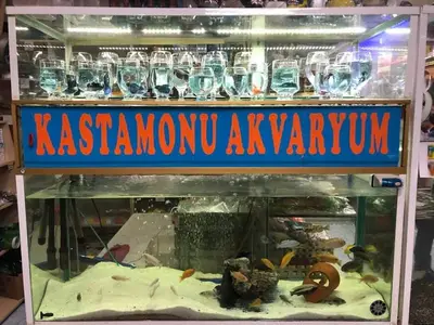 Petshopcum 37