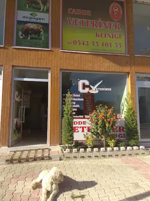 Koçvet veteriner muayenehanesi