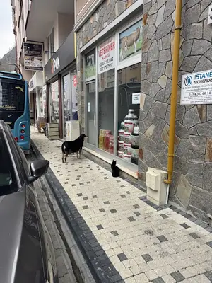 MUSTAFAOĞLU VETERİNER KLİNİĞİ (CENGİZ YILMAZ)