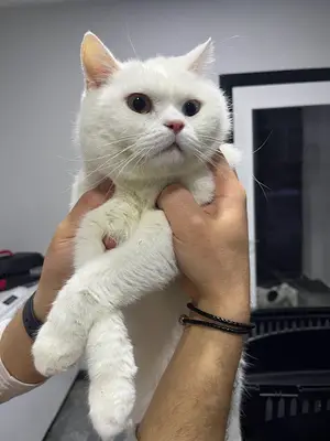 Ovacık animal love veteriner kliniği fotoğrafı