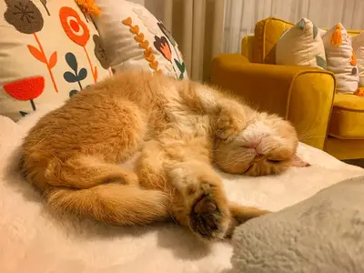 Yeni Batı Veteriner Kliniği fotoğrafı