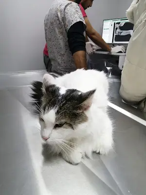 Masadağı Veteriner Kliniği fotoğrafı