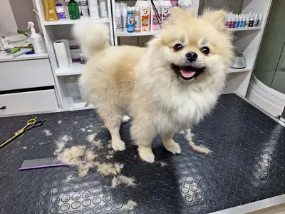 Vişne Veteriner Kliniği & Pet Kuaför
