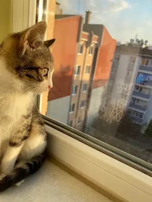 Greenpet Veteriner Kliniği
