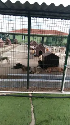 Veteriner İşleri Müdürlüğü Sokak Hayvanları Barınağı Birimi