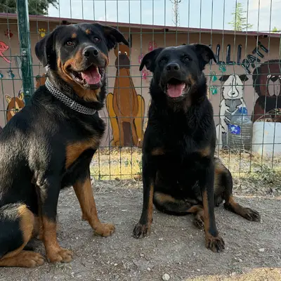 Akıllı Pati Köpek Eğitim Merkezi & Pet Otel