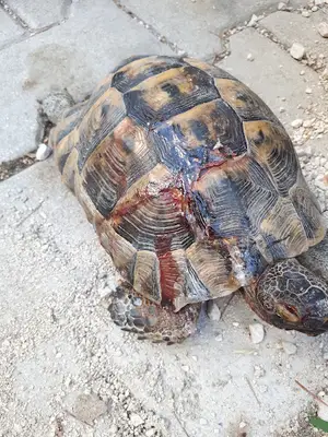 Veteriner Hekim ÖZER DALAMAN