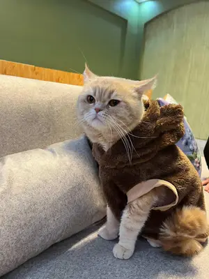 Meşe Veteriner Klinik