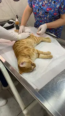 Lider Veteriner Kliniği