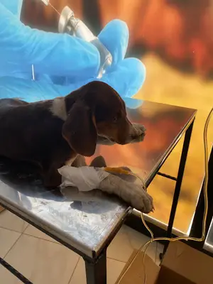 Gönül Veteriner Kliniği