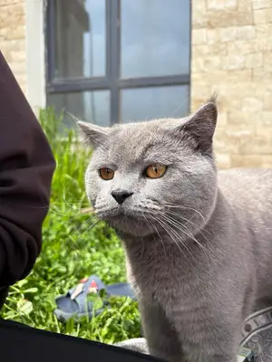 Türkoğlu veteriner kliniği