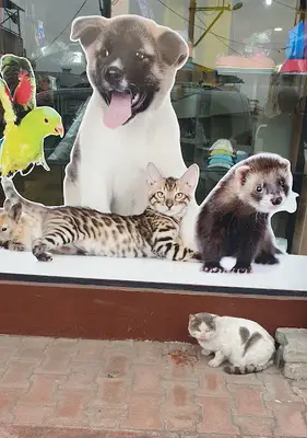 Toroslar Veteriner Kliniği