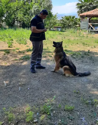 GÖKAY POZİTİF KÖPEK EĞİTİM MERKEZİ