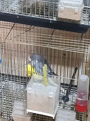 Mazhar Pet Shop