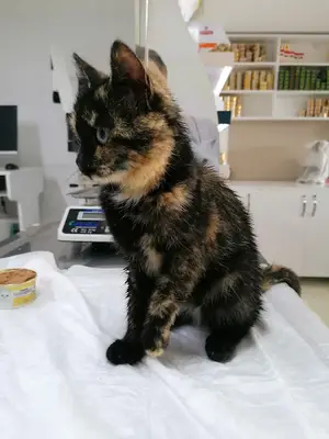 Deva Veteriner Kliniği