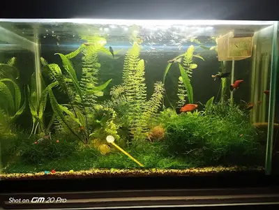 Petshop Akvaryum