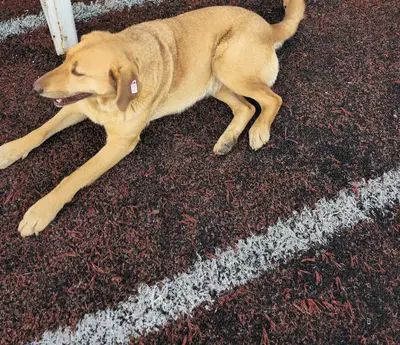Ali çağan köpek barınağı fotoğrafı