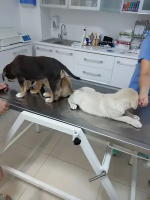 Duyguvet Veteriner Kliniği