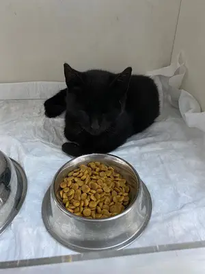 Medicapet Veteriner Ortopedi