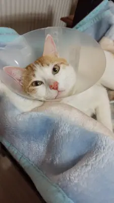 PAKİZE PET VETERİNER KLİNİĞİ
