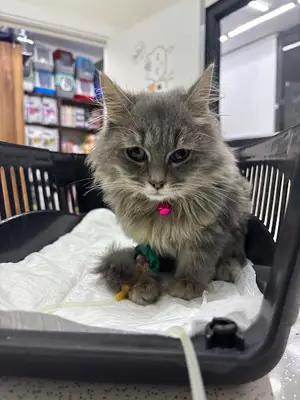 Vetlife Veteriner Kliniği